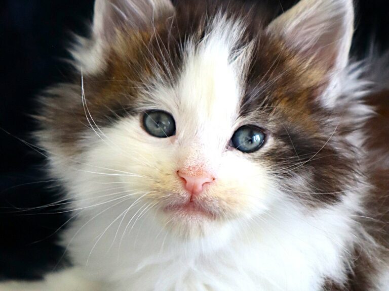Chaton XXL Maine coon Brown arlequin