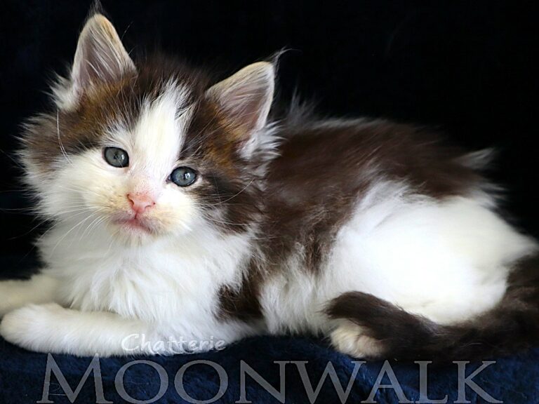 Chaton XXL Maine coon Brown arlequin