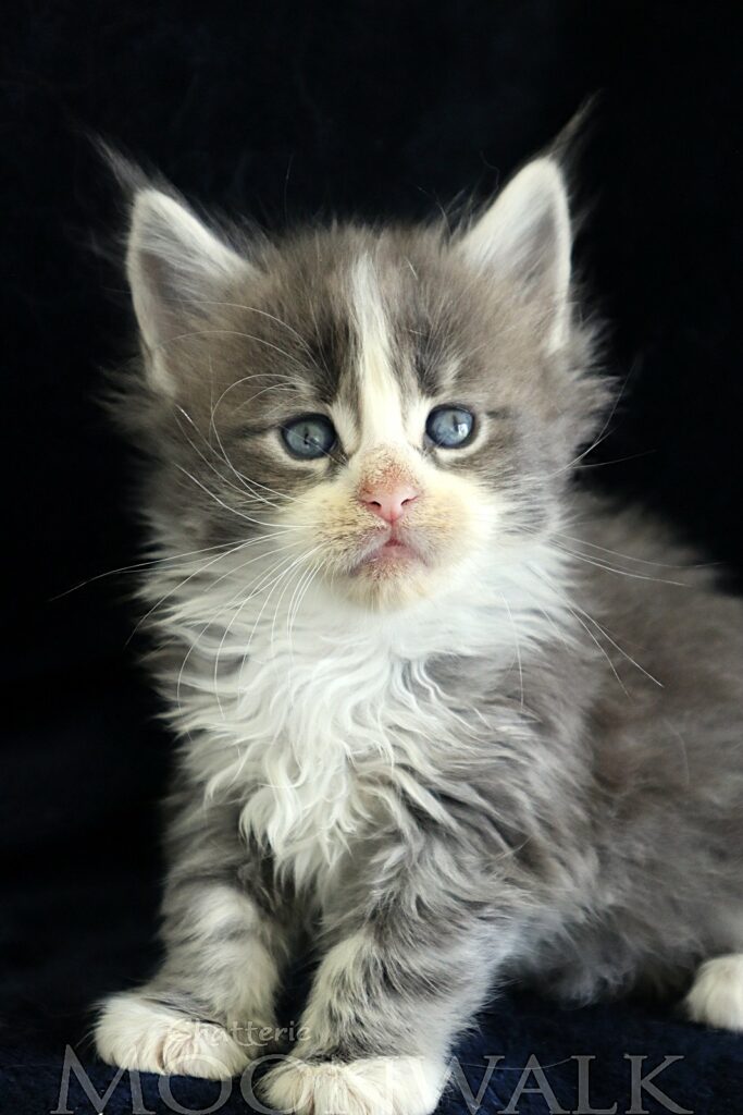Chaton XXL Bleu tabby et blanc Moonwalk Mainecoon