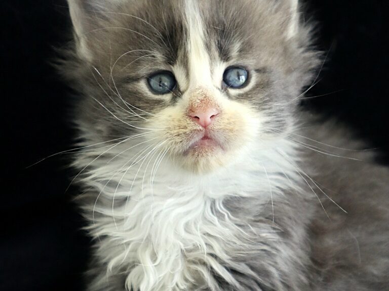 Chaton XXL Bleu tabby et blanc Moonwalk Mainecoon