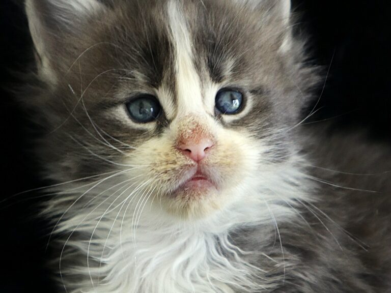 Chaton XXL Bleu tabby et blanc Moonwalk Mainecoon