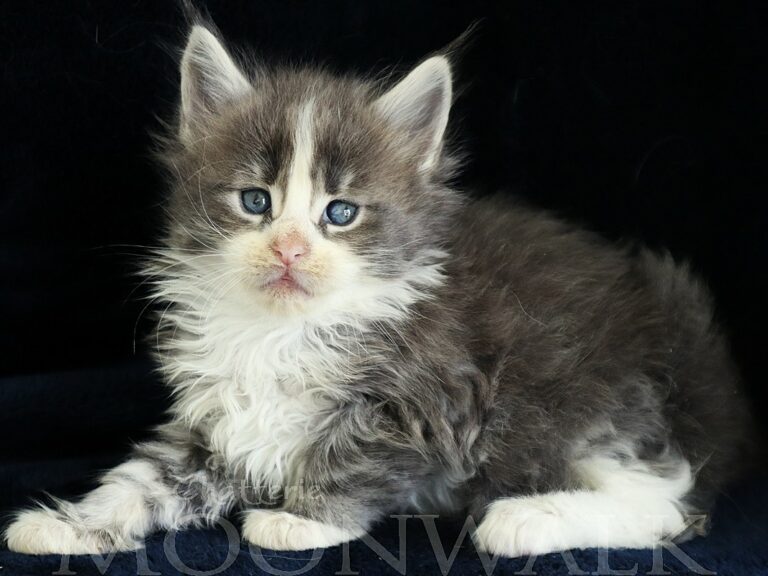 Chaton XXL Bleu tabby et blanc Moonwalk Mainecoon