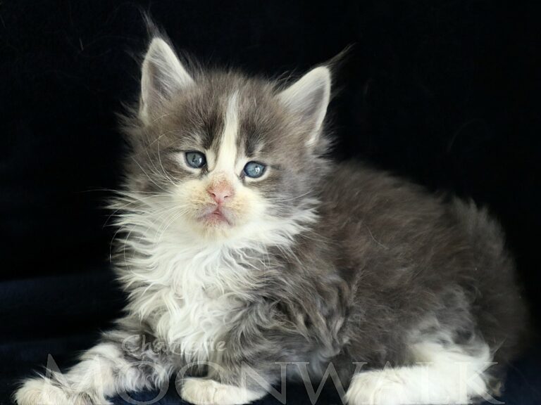 Chaton XXL Bleu tabby et blanc Moonwalk Mainecoon