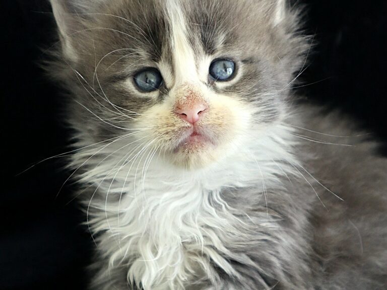 Chaton XXL Bleu tabby et blanc Moonwalk Mainecoon
