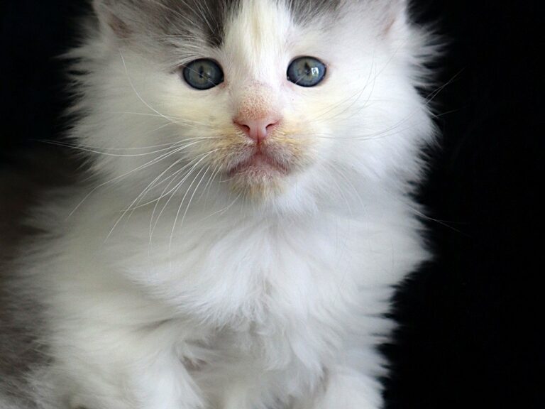 Aubélix chaton maine coon xxxl - Bleu et blanc arlequin
