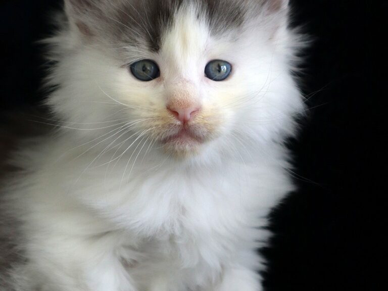 Aubélix chaton maine coon xxxl - Bleu et blanc arlequin