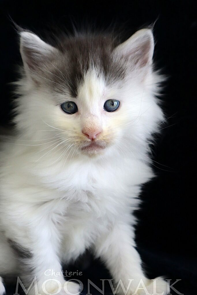 Aubélix chaton maine coon xxxl - Bleu et blanc arlequin