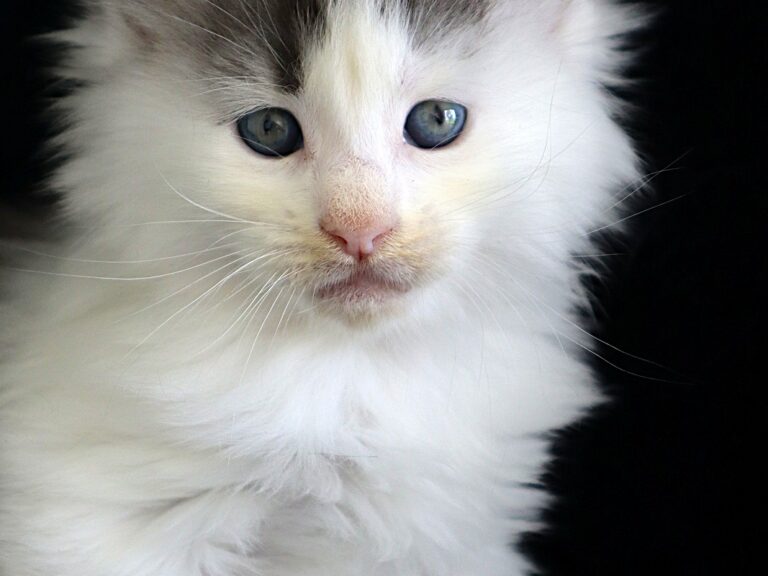 Aubélix chaton maine coon xxxl - Bleu et blanc arlequin