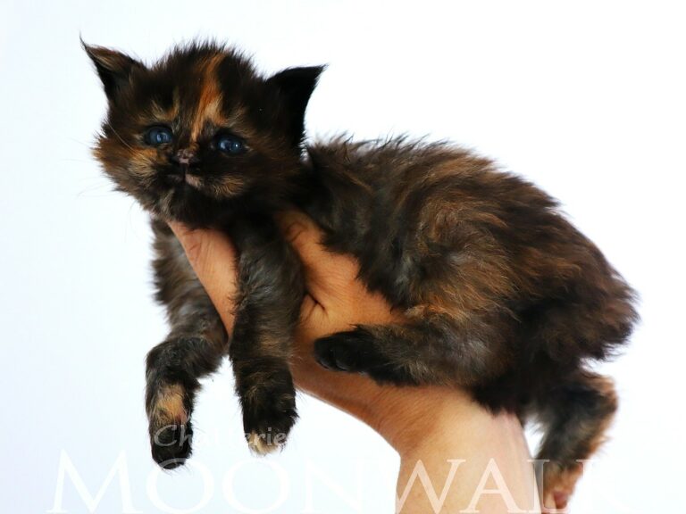 Femelle Maine coon black tortie 3 semaines