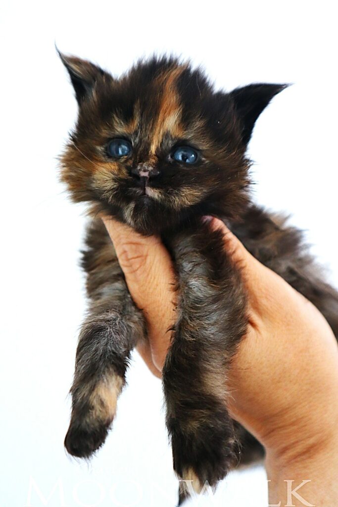 Chaton Femelle Maine coon black tortie 3 semaines