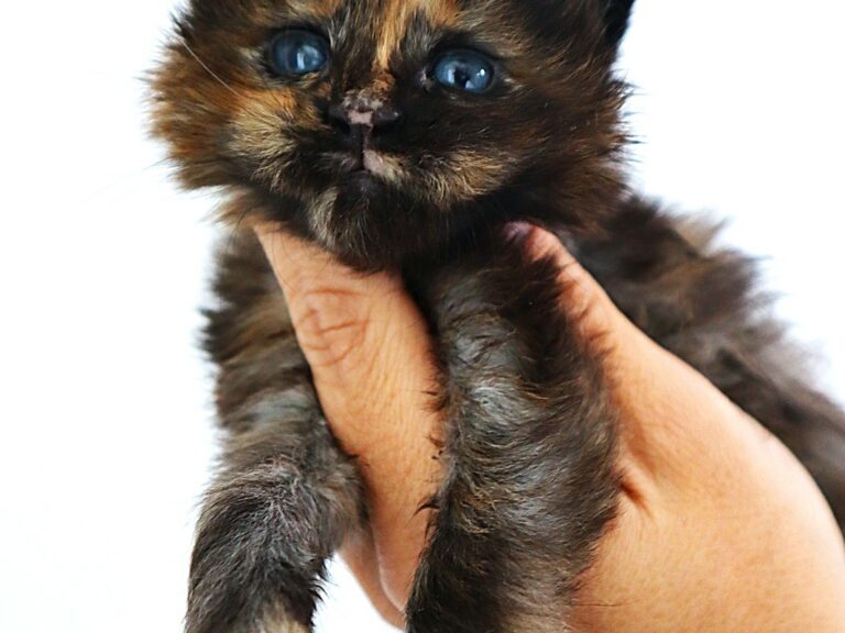 Chaton Femelle Maine coon black tortie 3 semaines