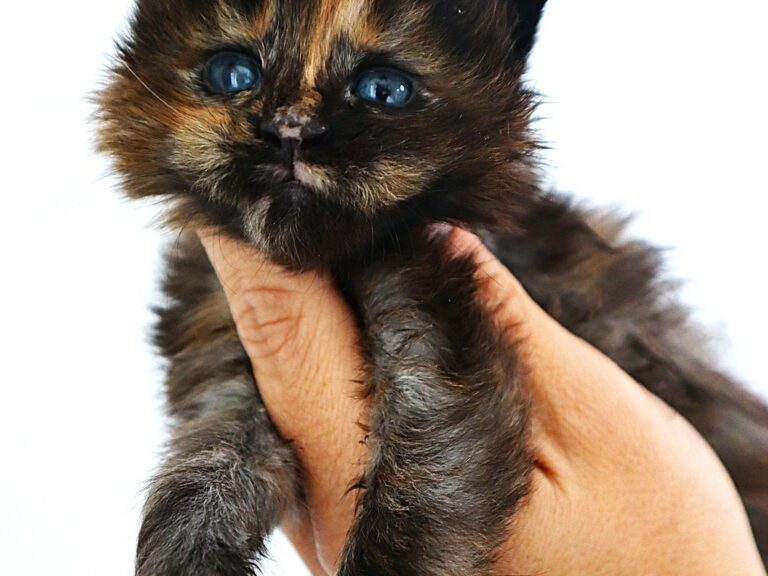 Chaton Femelle Maine coon black tortie 3 semaines