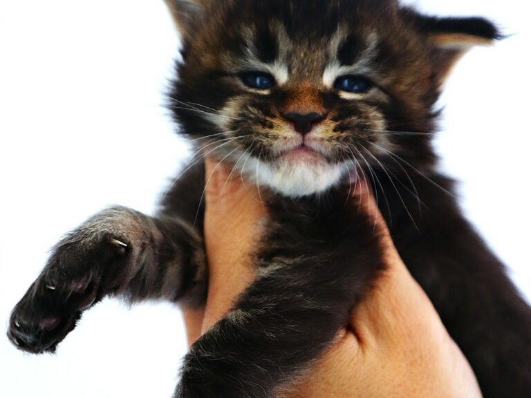 Caton maine coon Brown 3 semaine chatterie moonwalk