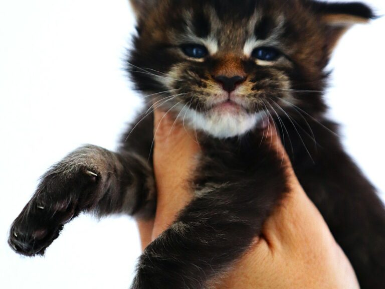 Caton maine coon Brown 3 semaine chatterie moonwalk
