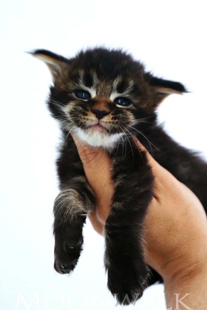 Caton maine coon Brown 3 semaine chatterie moonwalk