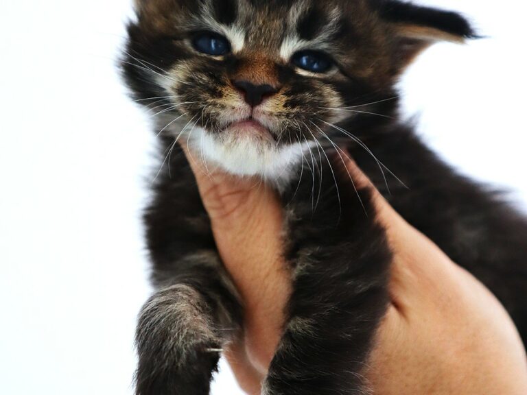 Caton maine coon Brown 3 semaine chatterie moonwalk