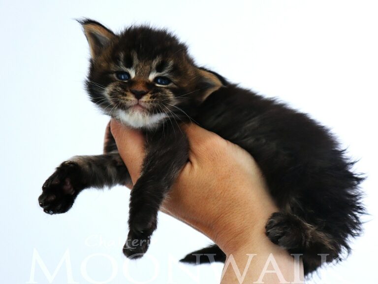 Caton maine coon Brown 3 semaine chatterie moonwalk