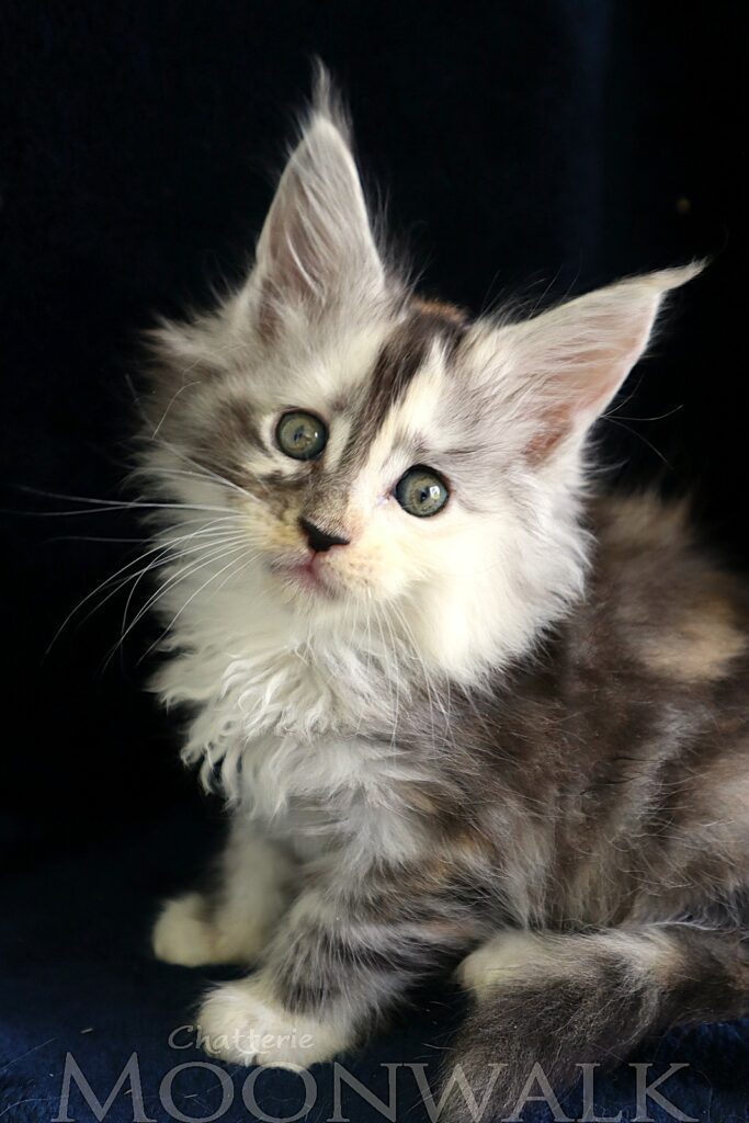 Chaton Maine coon XXL Chatterie moonwalk