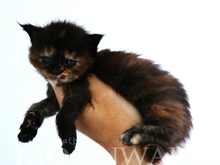 Chaton XXL Moonwalk Moonwalk maine coon Tortie à trois semaines