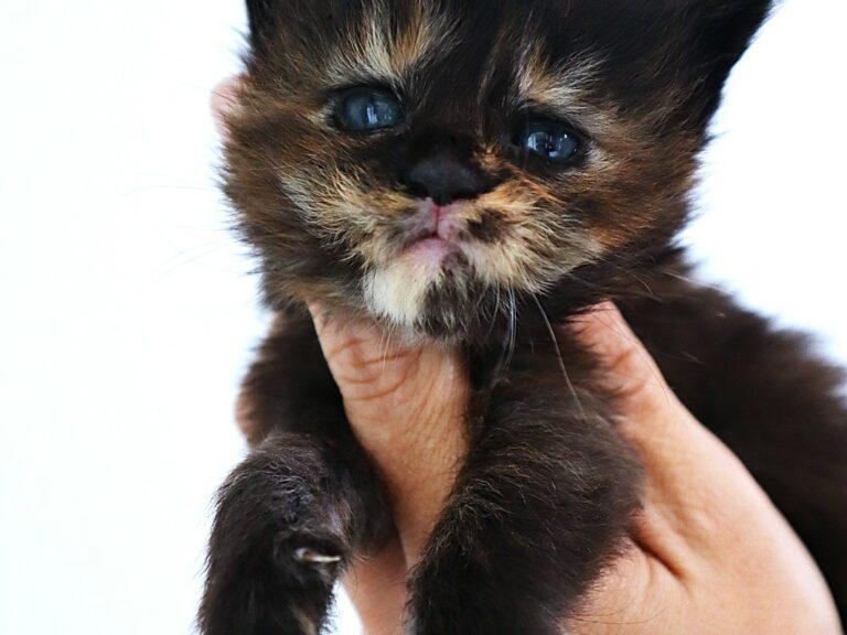 Chaton XXL Moonwalk Moonwalk maine coon Tortie à trois semaines