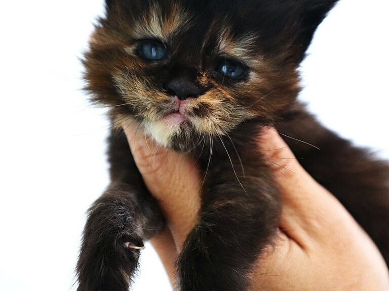 Chaton XXL Moonwalk Moonwalk maine coon Tortie à trois semaines