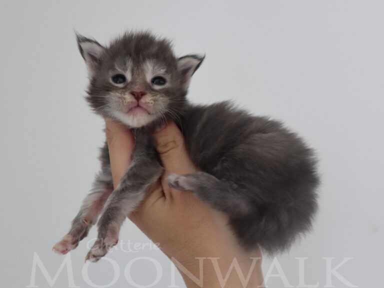 Chaton Maine coon femelle bleu tortie et smoke